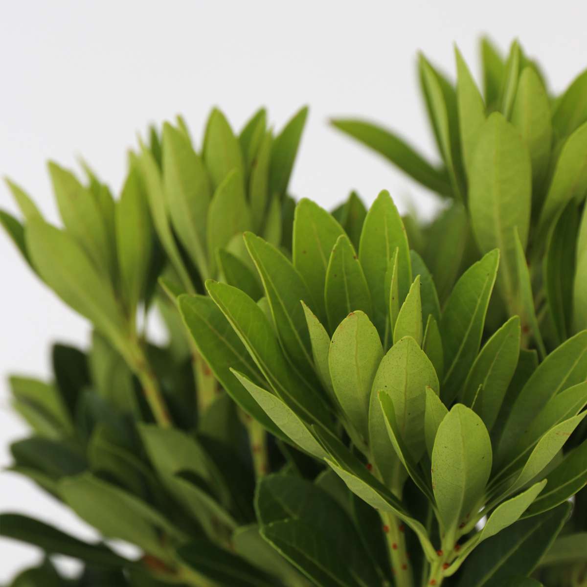 Florastore Schattenglöckchen - 2 Stk - Pieris 'Forest Flame' - Höhe 25-40Cm - ⌀17Cm