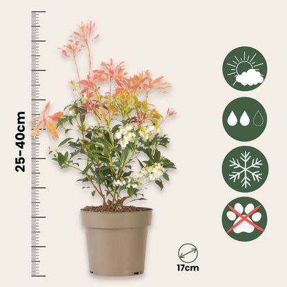 Florastore Schattenglöckchen - 2 Stk - Pieris 'Forest Flame' - Höhe 25-40Cm - ⌀17Cm