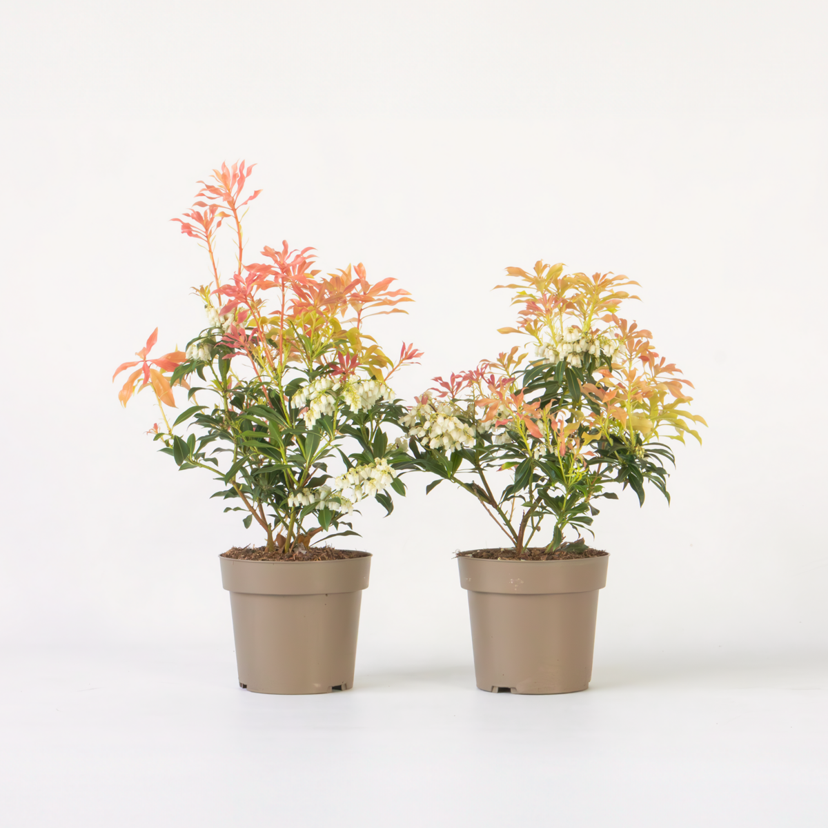 Florastore Schattenglöckchen - 2 Stk - Pieris 'Forest Flame' - Höhe 25-40Cm - ⌀17Cm