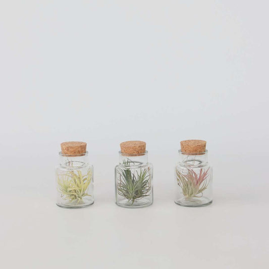 Florastore Tillandsien In Glasflaschen - 3 Stk - Tillandsia - Höhe 5-15Cm - ⌀5Cm