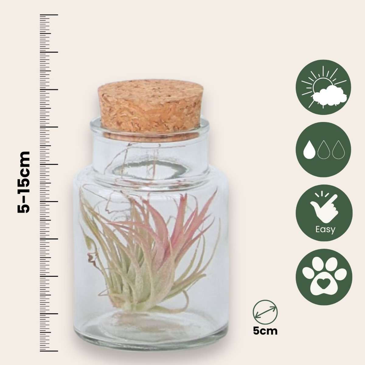 Florastore Tillandsien In Glasflaschen - 3 Stk - Tillandsia - Höhe 5-15Cm - ⌀5Cm
