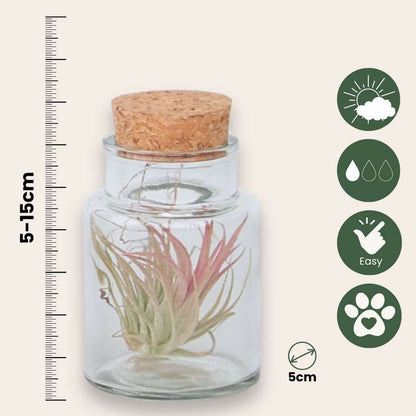 Florastore Tillandsien In Glasflaschen - 3 Stk - Tillandsia - Höhe 5-15Cm - ⌀5Cm