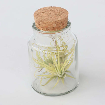 Florastore Tillandsien In Glasflaschen - 3 Stk - Tillandsia - Höhe 5-15Cm - ⌀5Cm