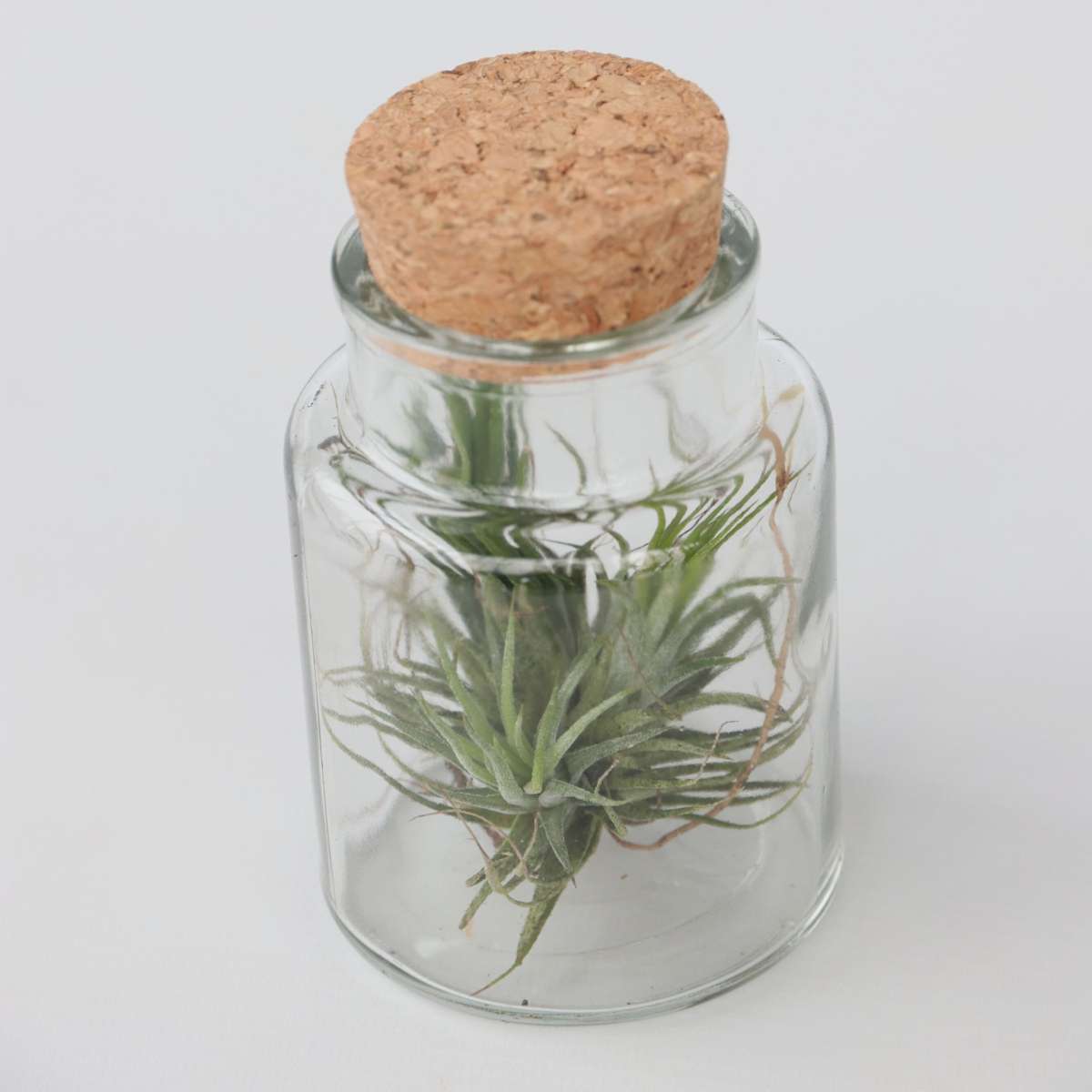 Florastore Tillandsien In Glasflaschen - 3 Stk - Tillandsia - Höhe 5-15Cm - ⌀5Cm