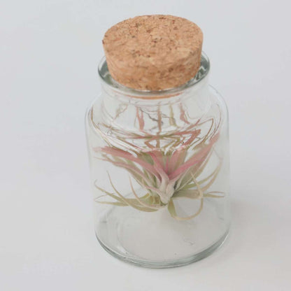 Florastore Tillandsien In Glasflaschen - 3 Stk - Tillandsia - Höhe 5-15Cm - ⌀5Cm