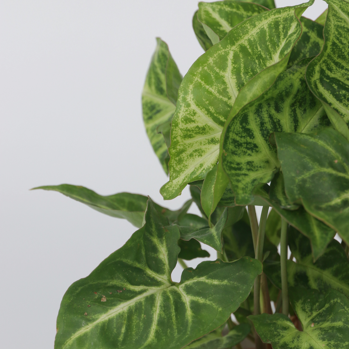 Florastore Purpurtute - 2 Stk - Syngonium Podophyllum 'Pixie' - Höhe 25-40Cm - ⌀12Cm