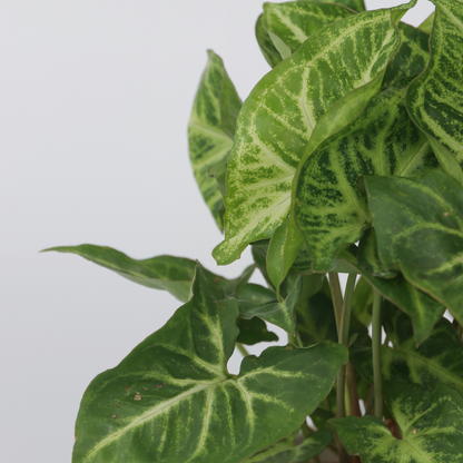 Florastore Purpurtute - 2 Stk - Syngonium Podophyllum 'Pixie' - Höhe 25-40Cm - ⌀12Cm