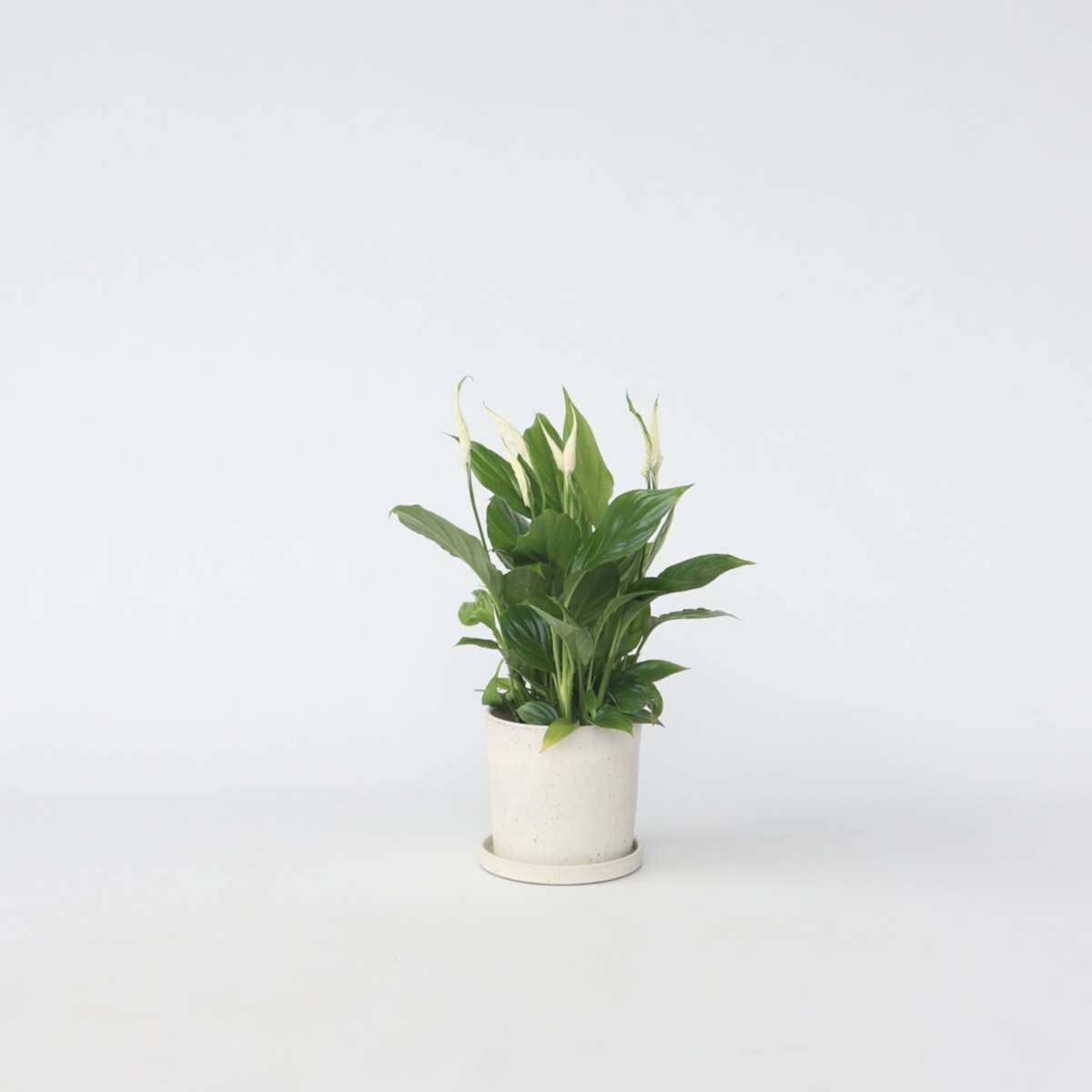 Florastore Friedenslilie - Einblatt - Spathiphyllum 'Torelli' - Höhe 30-45Cm - ⌀12Cm