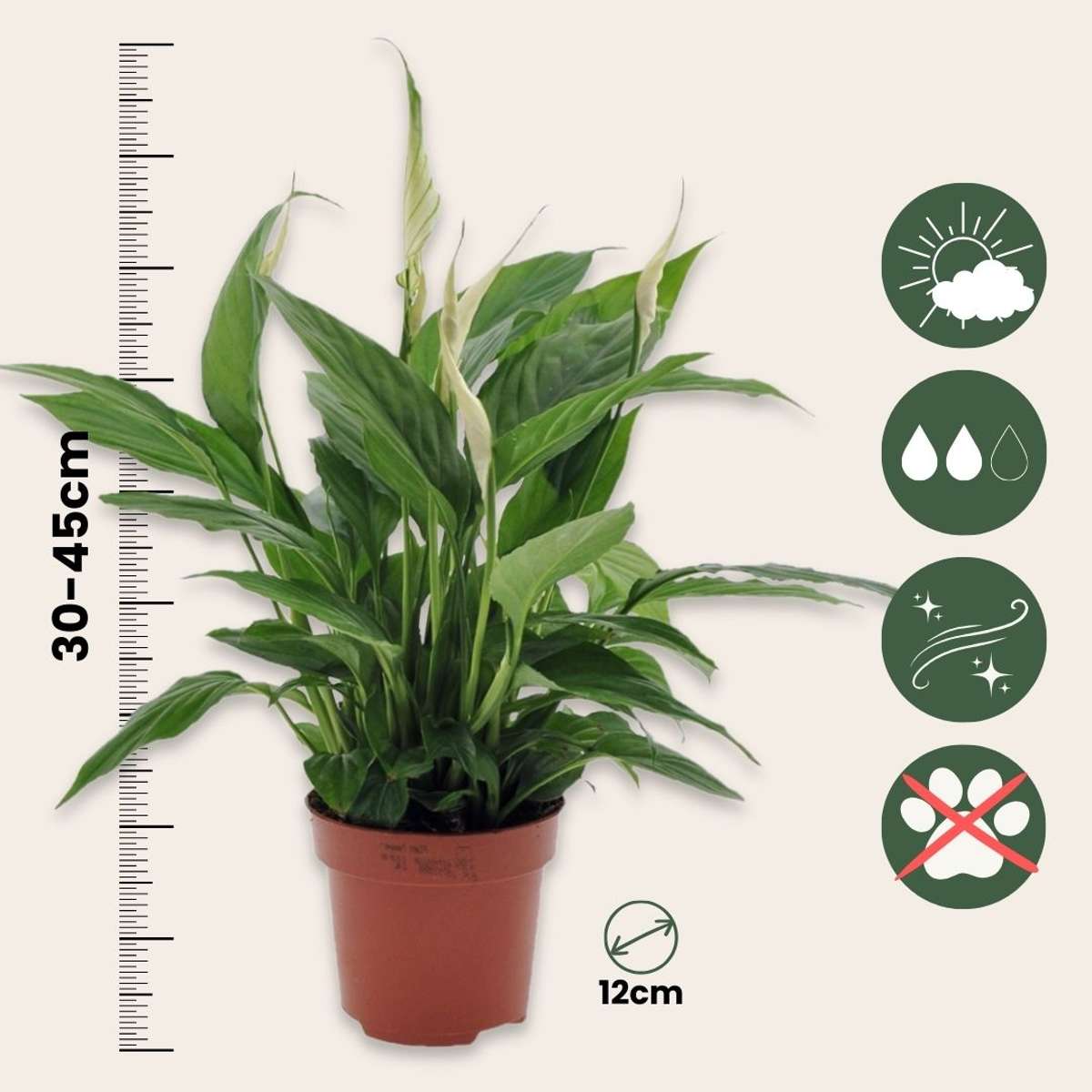 Florastore Friedenslilie - Einblatt - Spathiphyllum 'Torelli' - Höhe 30-45Cm - ⌀12Cm