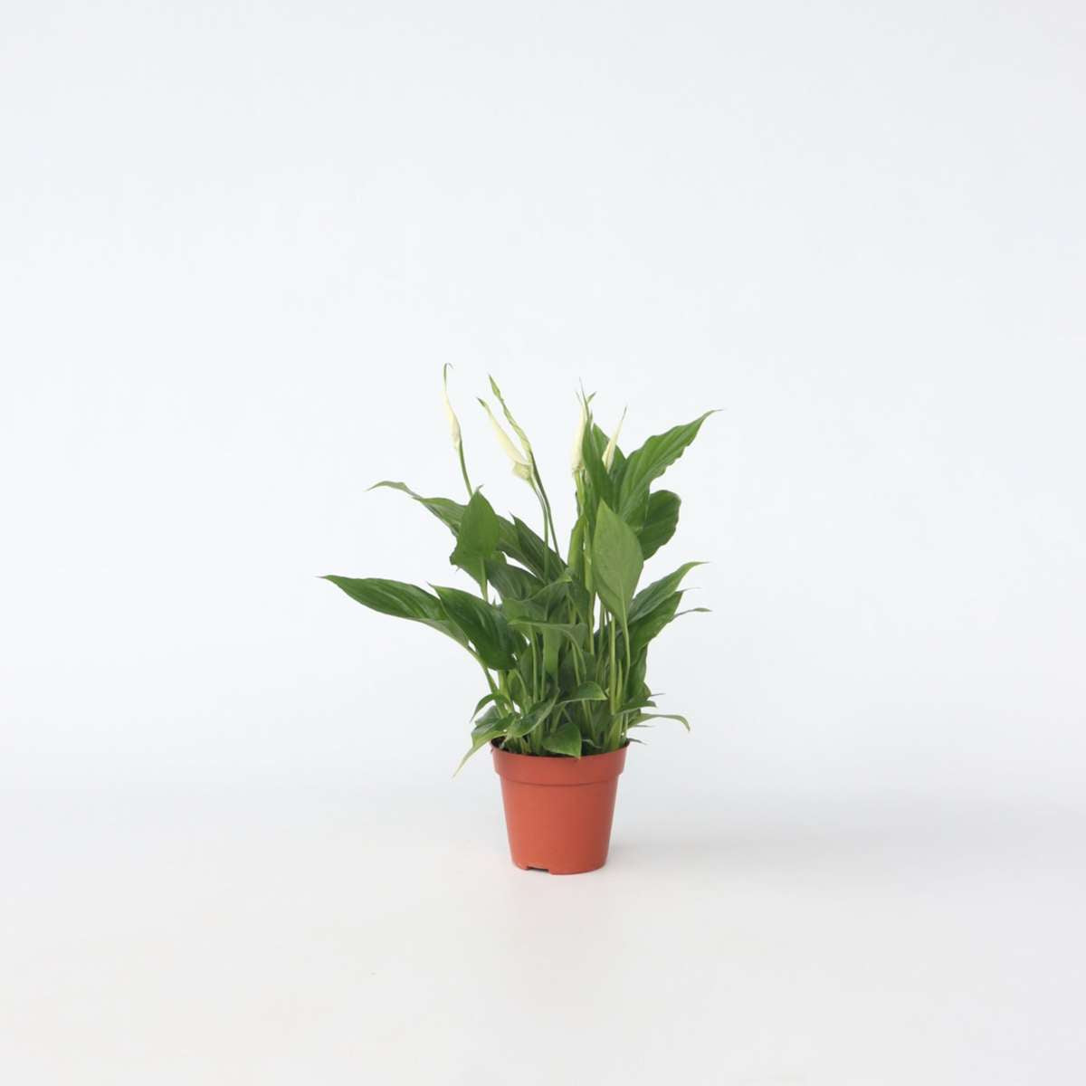 Florastore Friedenslilie - Einblatt - Spathiphyllum 'Torelli' - Höhe 30-45Cm - ⌀12Cm