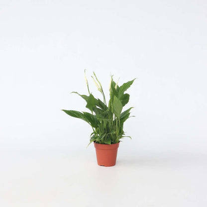 Florastore Friedenslilie - Einblatt - Spathiphyllum 'Torelli' - Höhe 30-45Cm - ⌀12Cm