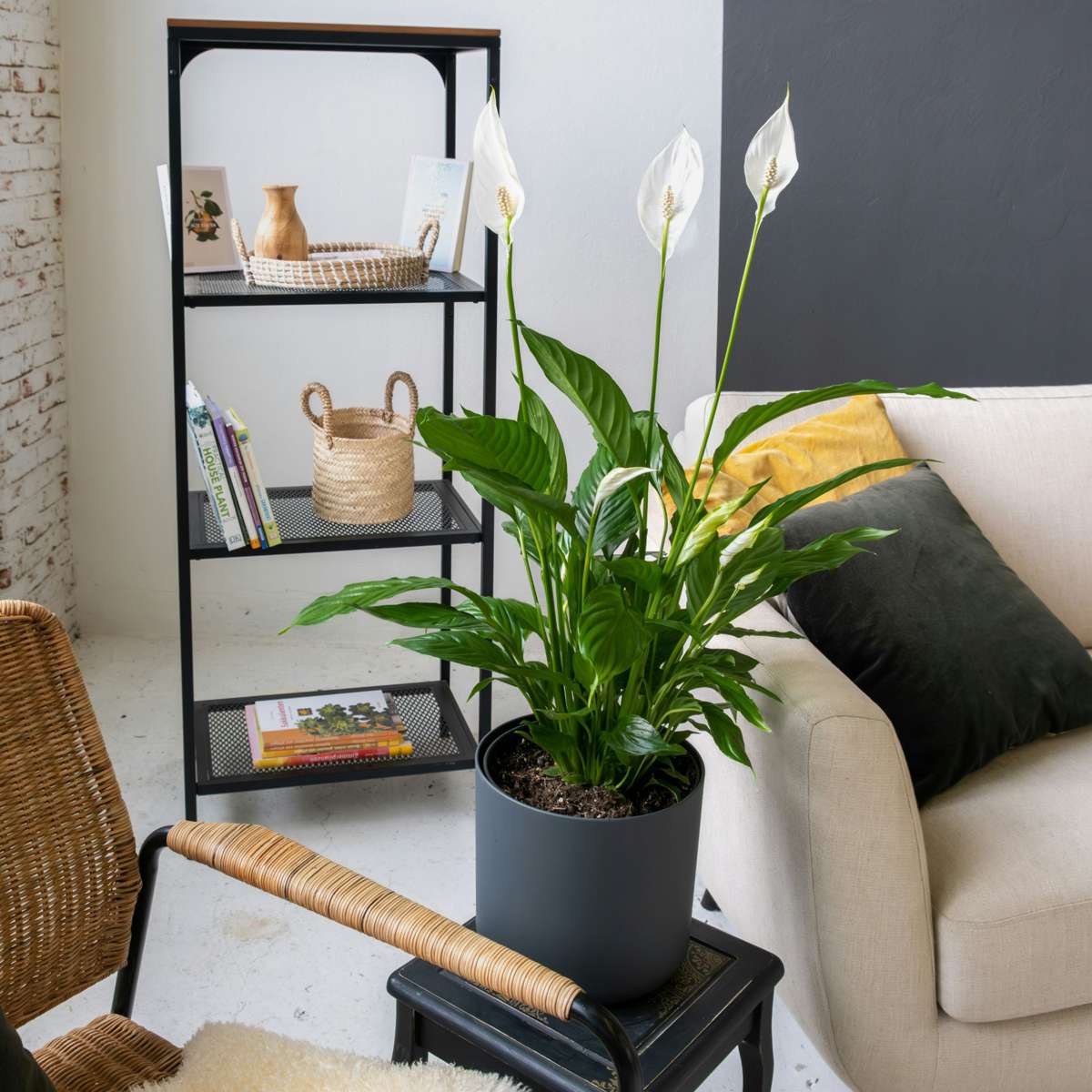 Florastore Friedenslilie - Einblatt - Spathiphyllum 'Torelli' - Höhe 30-45Cm - ⌀12Cm