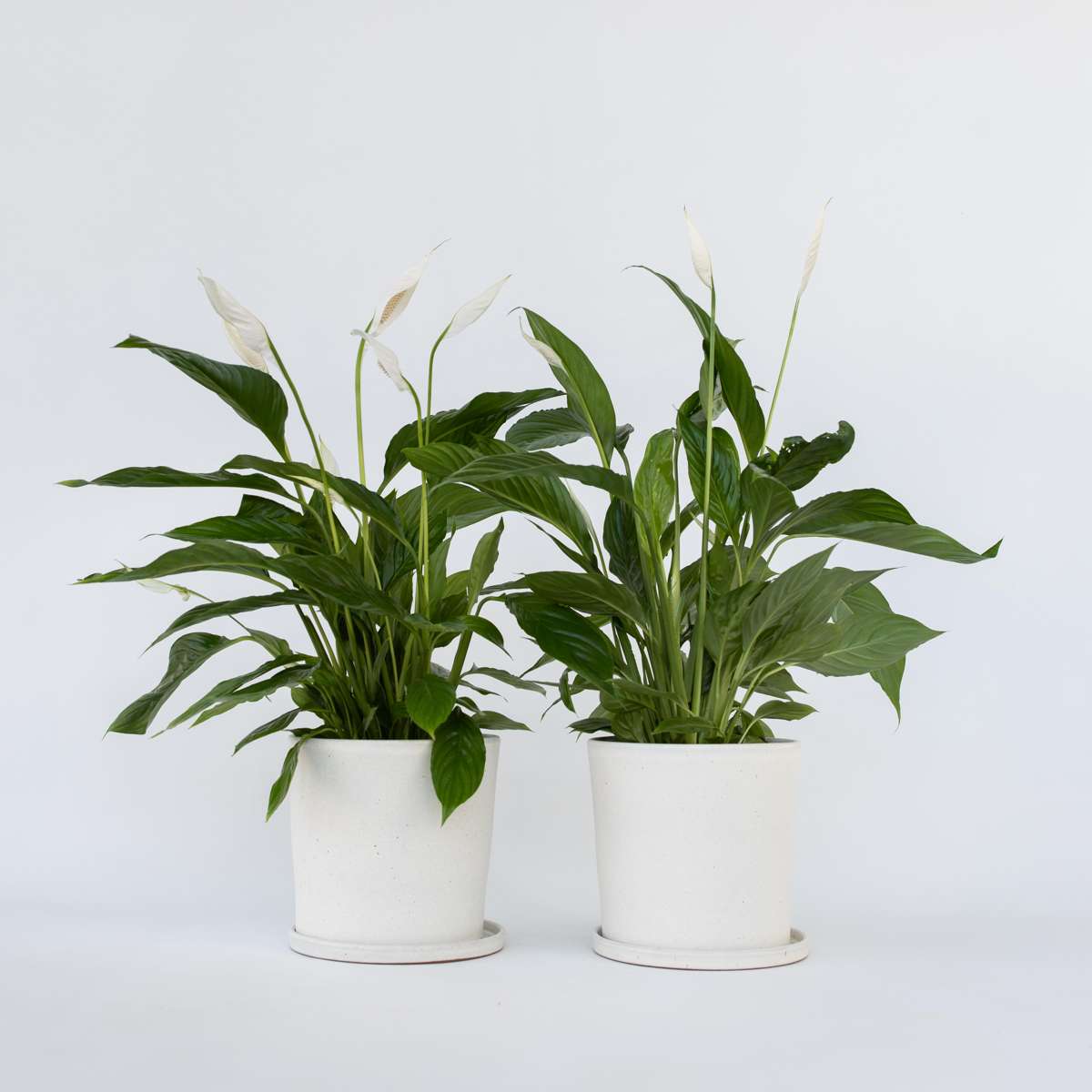 Florastore Friedenslilie - Einblatt - 2 Stk - Spathiphyllum 'Lima' - Höhe 60-75Cm - ⌀17Cm