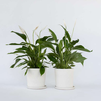 Florastore Friedenslilie - Einblatt - 2 Stk - Spathiphyllum 'Lima' - Höhe 60-75Cm - ⌀17Cm