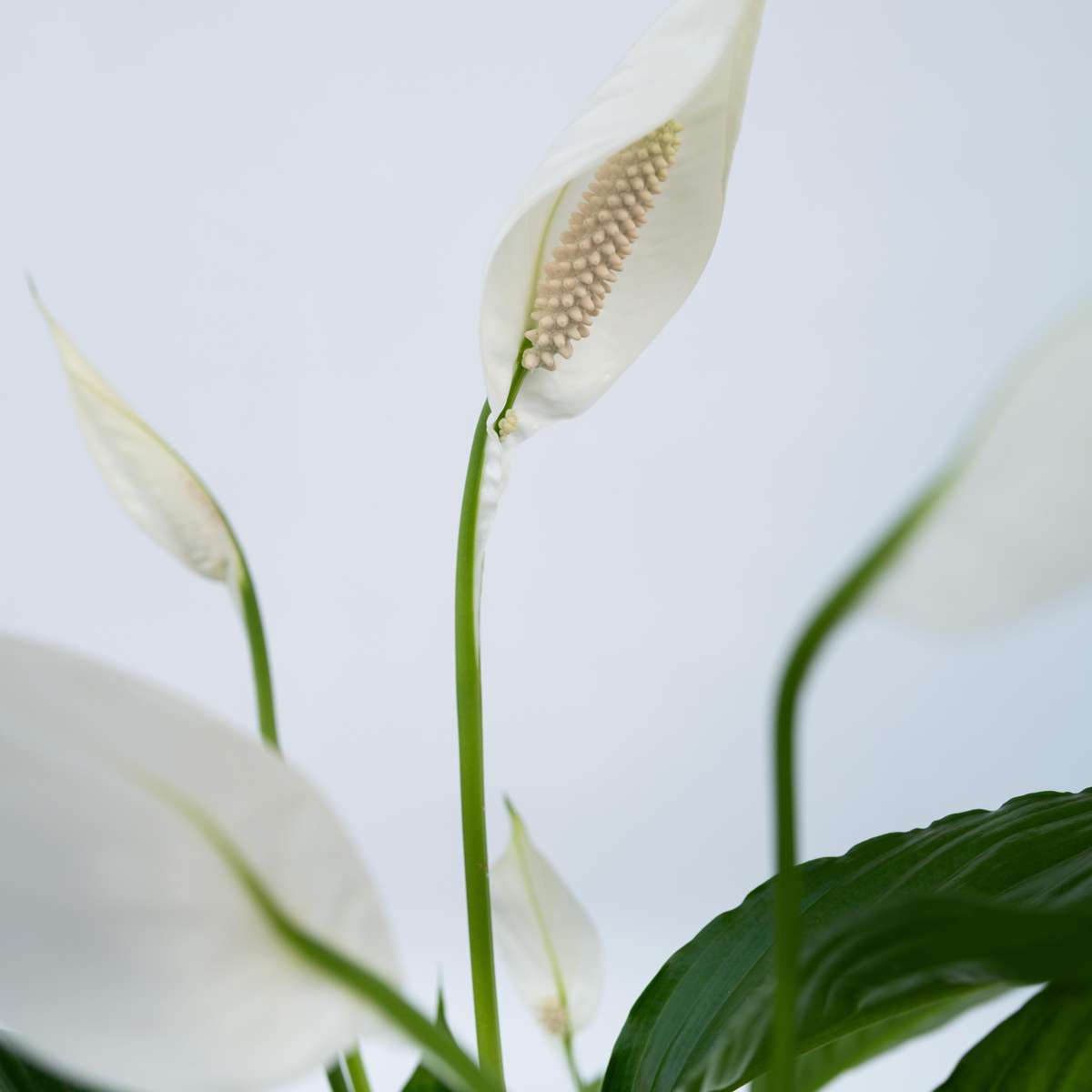 Florastore Friedenslilie - Einblatt - 2 Stk - Spathiphyllum 'Lima' - Höhe 60-75Cm - ⌀17Cm