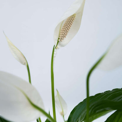 Florastore Friedenslilie - Einblatt - 2 Stk - Spathiphyllum 'Lima' - Höhe 60-75Cm - ⌀17Cm