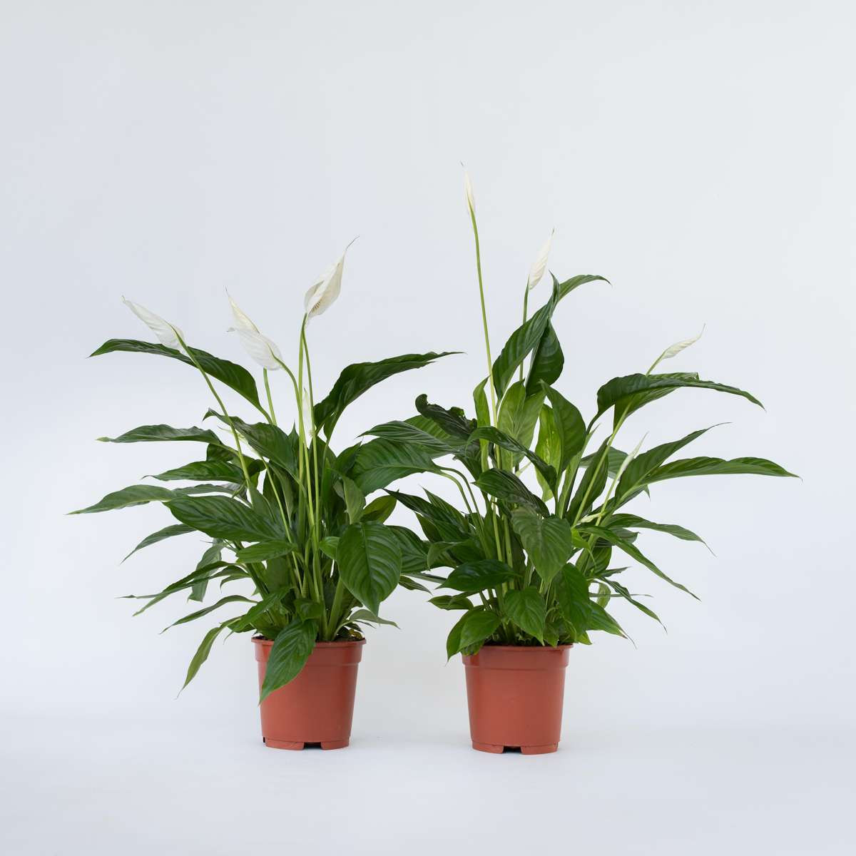 Florastore Friedenslilie - Einblatt - 2 Stk - Spathiphyllum 'Lima' - Höhe 60-75Cm - ⌀17Cm