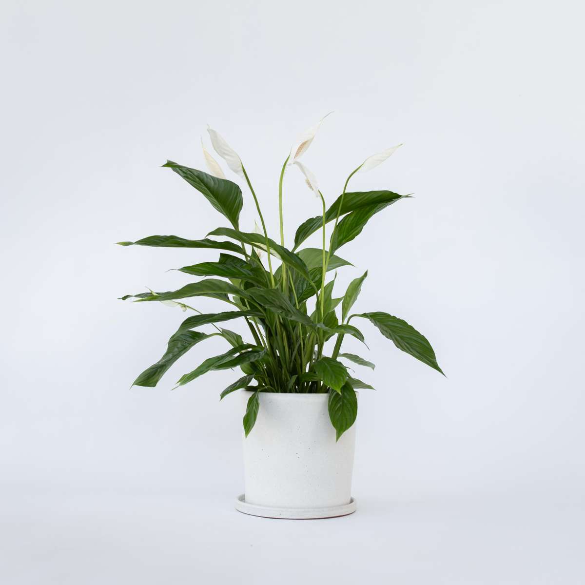 Florastore Friedenslilie - Einblatt - Spathiphyllum 'Lima' - Höhe 60-75Cm - ⌀17Cm