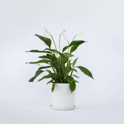 Florastore Friedenslilie - Einblatt - Spathiphyllum 'Lima' - Höhe 60-75Cm - ⌀17Cm