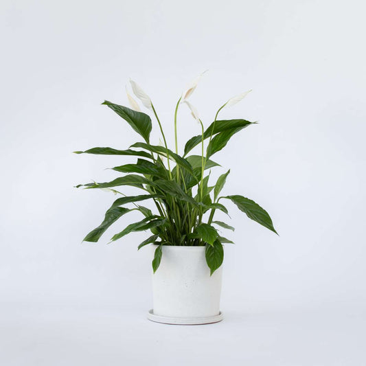Florastore Friedenslilie - Einblatt - Spathiphyllum 'Lima' - Höhe 60-75Cm - ⌀17Cm