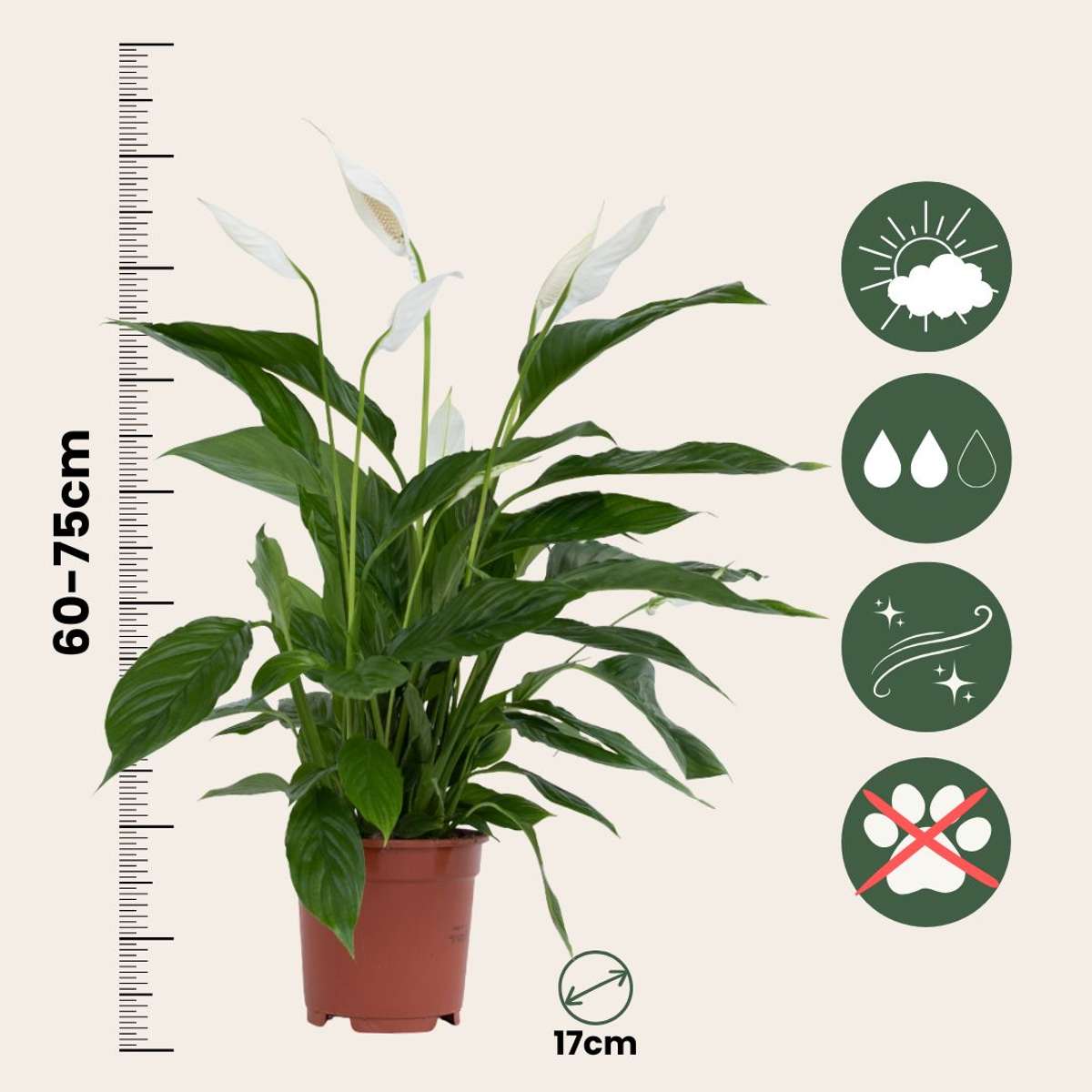 Florastore Friedenslilie - Einblatt - Spathiphyllum 'Lima' - Höhe 60-75Cm - ⌀17Cm