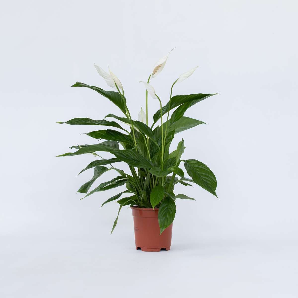 Florastore Friedenslilie - Einblatt - Spathiphyllum 'Lima' - Höhe 60-75Cm - ⌀17Cm