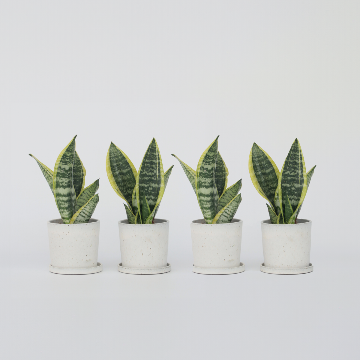Florastore Bogenhanf - 4 Stk - Sansevieria 'Futura Superba' - Höhe 35-40Cm - ⌀12Cm