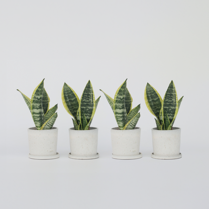 Florastore Bogenhanf - 4 Stk - Sansevieria 'Futura Superba' - Höhe 35-40Cm - ⌀12Cm