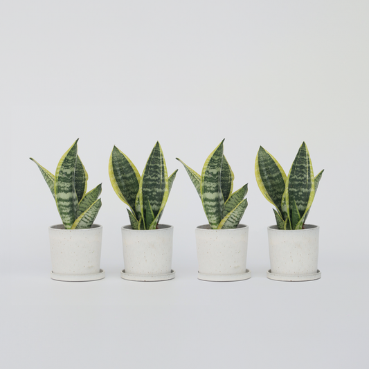 Florastore Bogenhanf - 4 Stk - Sansevieria 'Futura Superba' - Höhe 35-40Cm - ⌀12Cm