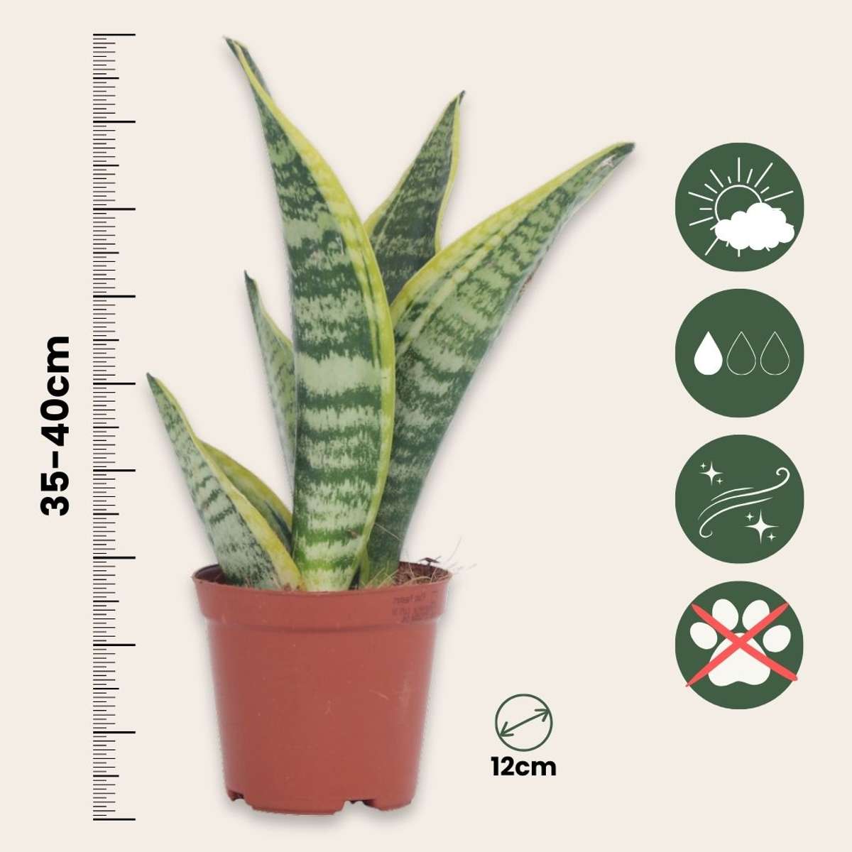 Florastore Bogenhanf - 4 Stk - Sansevieria 'Futura Superba' - Höhe 35-40Cm - ⌀12Cm