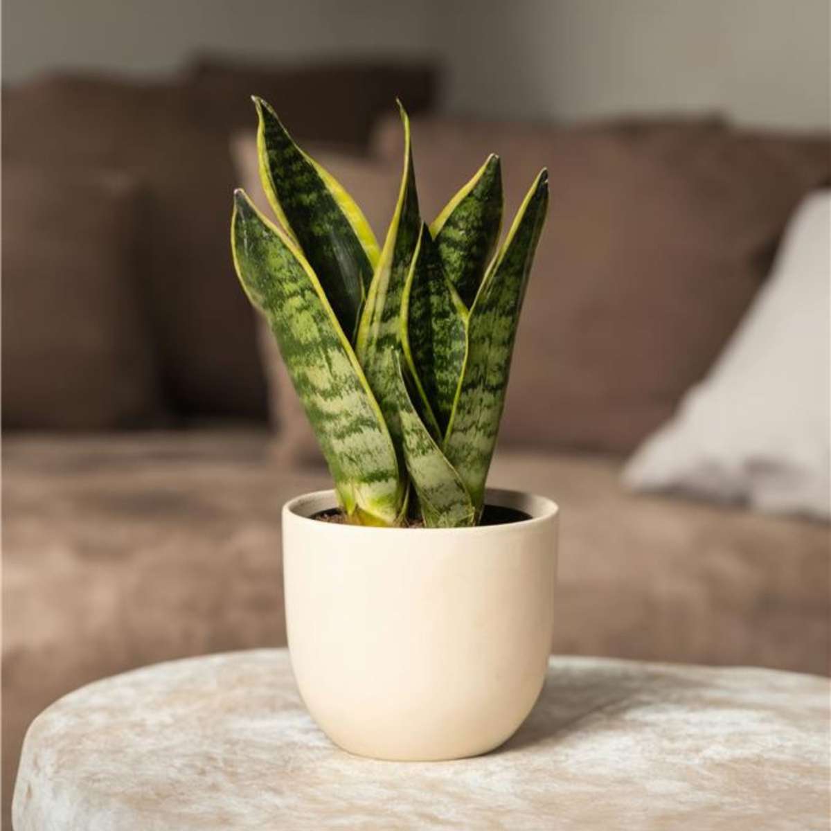 Florastore Bogenhanf - 4 Stk - Sansevieria 'Futura Superba' - Höhe 35-40Cm - ⌀12Cm