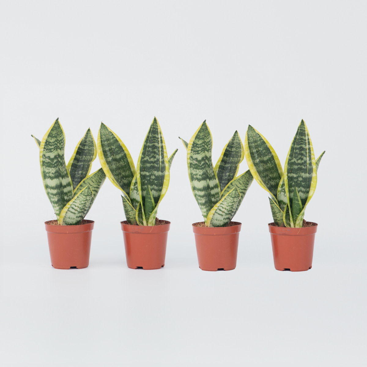 Florastore Bogenhanf - 4 Stk - Sansevieria 'Futura Superba' - Höhe 35-40Cm - ⌀12Cm