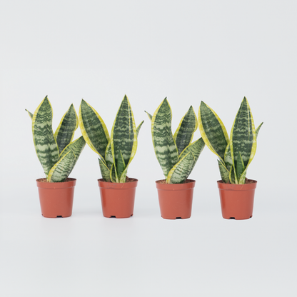 Florastore Bogenhanf - 4 Stk - Sansevieria 'Futura Superba' - Höhe 35-40Cm - ⌀12Cm