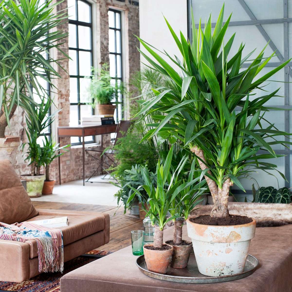 Florastore Palmlilie - 6 Stk - Yucca Elephantipes - Höhe 50-60Cm - ⌀14Cm