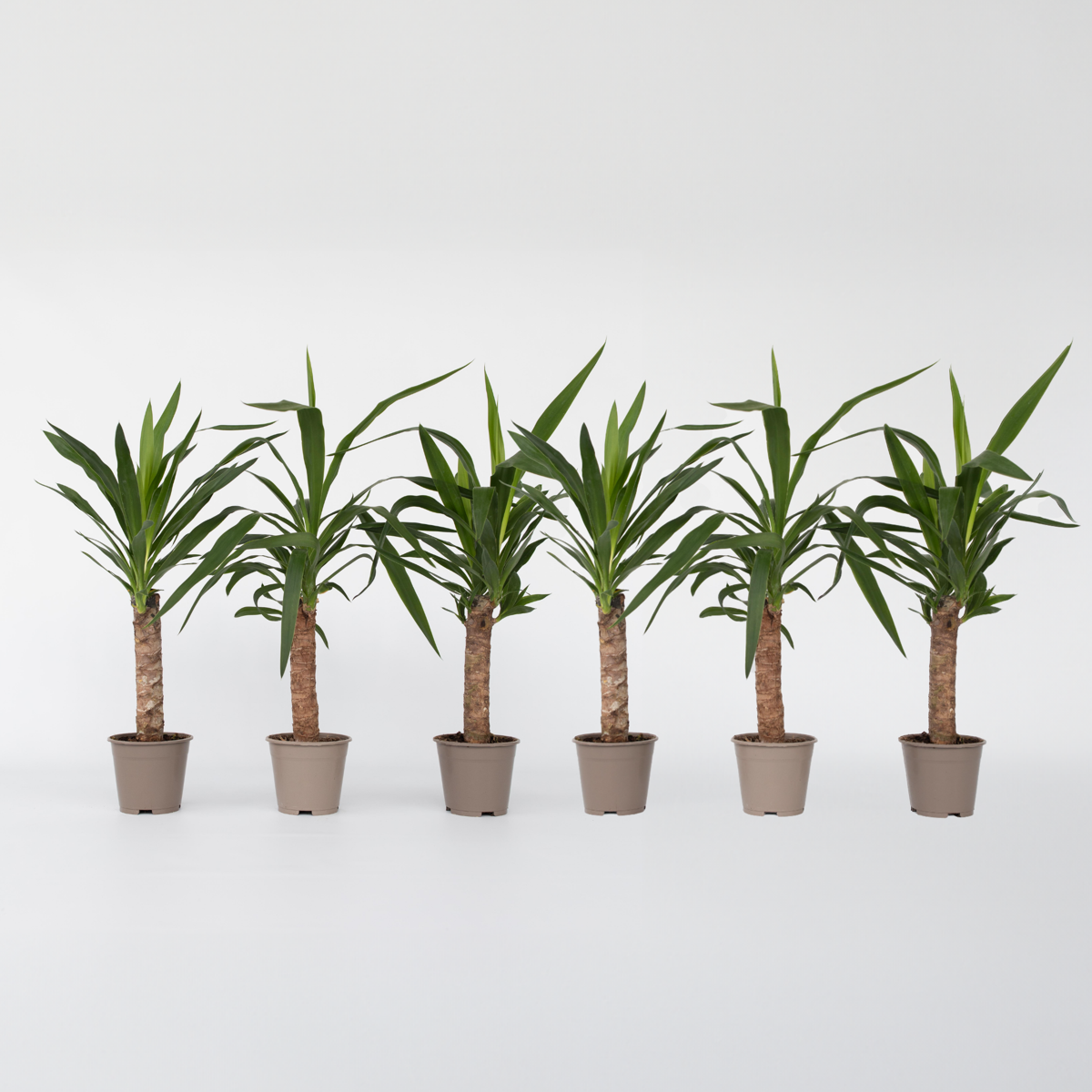 Florastore Palmlilie - 6 Stk - Yucca Elephantipes - Höhe 50-60Cm - ⌀14Cm