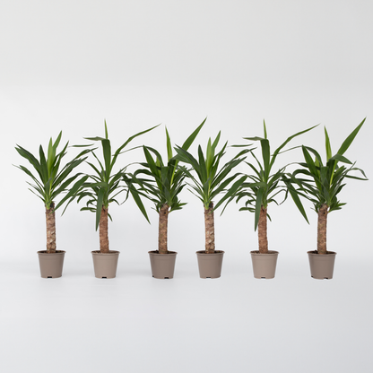 Florastore Palmlilie - 6 Stk - Yucca Elephantipes - Höhe 50-60Cm - ⌀14Cm