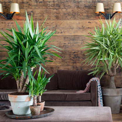 Florastore Palmlilie - 6 Stk - Yucca Elephantipes - Höhe 50-60Cm - ⌀14Cm