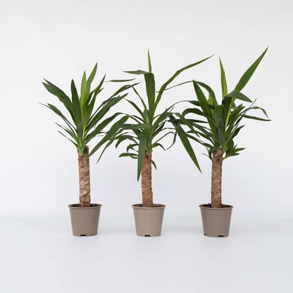 Florastore Palmlilie - 3 Stk - Yucca Elephantipes - Höhe 50-60Cm - ⌀14Cm