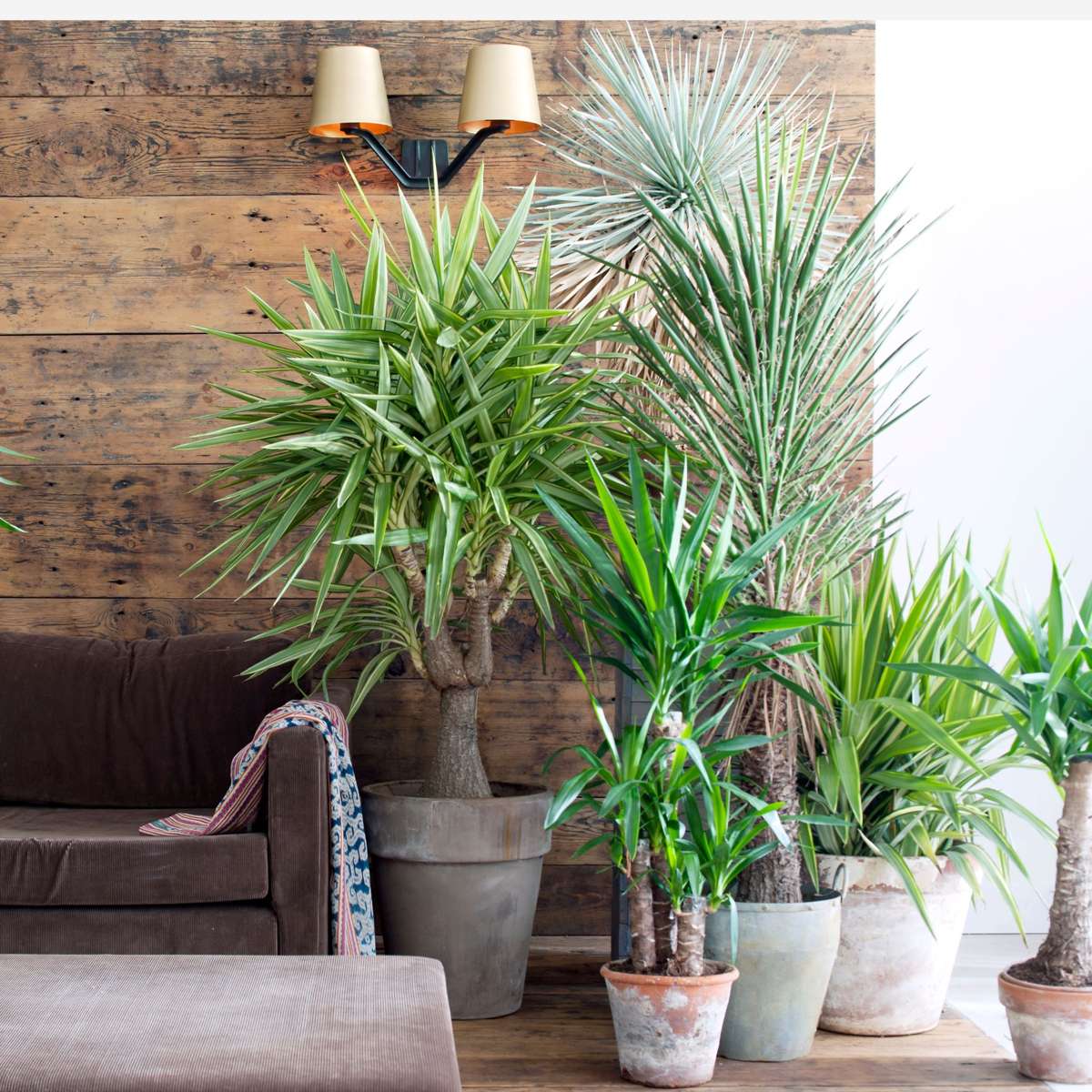 Florastore Palmlilie - 3 Stk - Yucca Elephantipes - Höhe 50-60Cm - ⌀14Cm