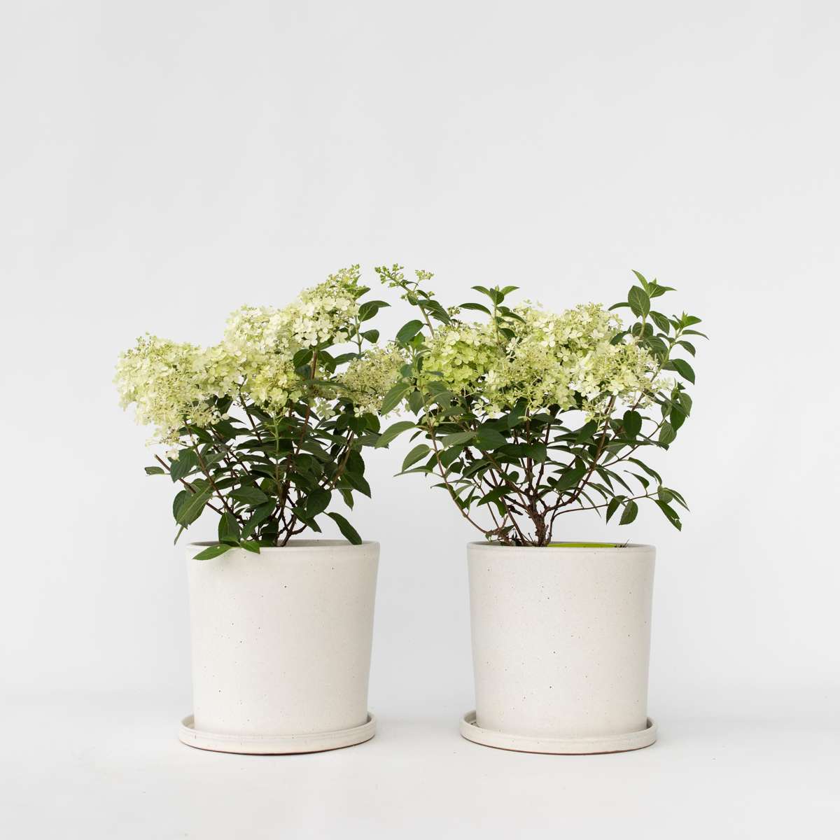 Florastore Hortensie - 2 Stk - Hydrangea Paniculata 'Bobo' - Höhe 25-40Cm - ⌀19Cm