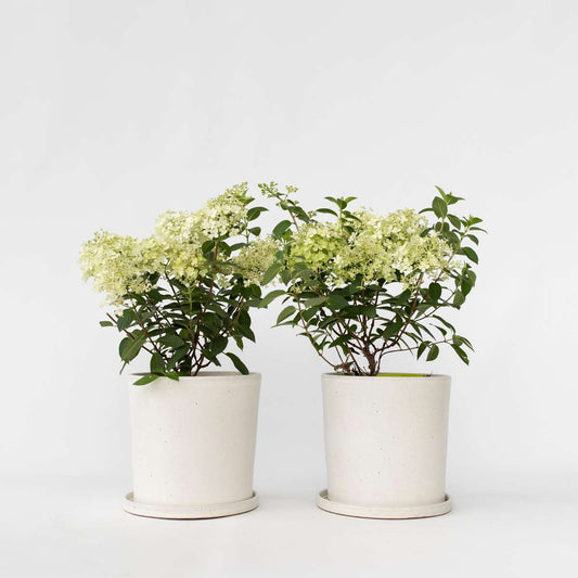 Florastore Hortensie - 2 Stk - Hydrangea Paniculata 'Bobo' - Höhe 25-40Cm - ⌀19Cm