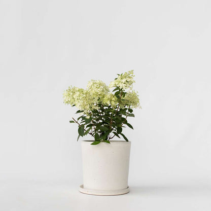 Florastore Hortensie - Hydrangea Paniculata 'Bobo' - Höhe 25-40Cm - ⌀19Cm