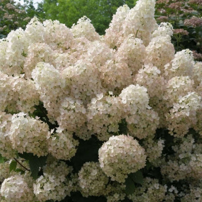 Florastore Hortensie - Hydrangea Paniculata 'Bobo' - Höhe 25-40Cm - ⌀19Cm
