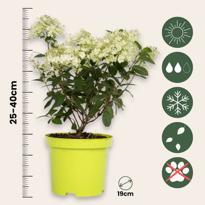 Florastore Hortensie - Hydrangea Paniculata 'Bobo' - Höhe 25-40Cm - ⌀19Cm