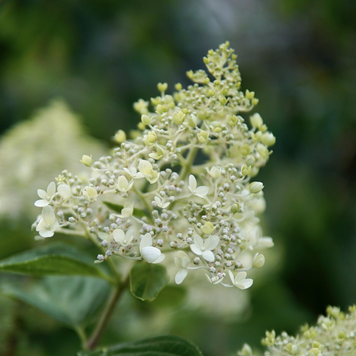 Florastore Hortensie - Hydrangea Paniculata 'Bobo' - Höhe 25-40Cm - ⌀19Cm