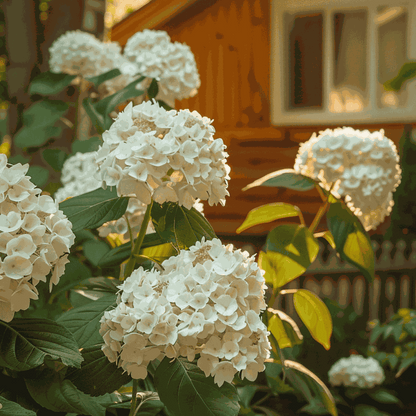 Florastore Hortensie - Hydrangea Paniculata 'Bobo' - Höhe 25-40Cm - ⌀19Cm