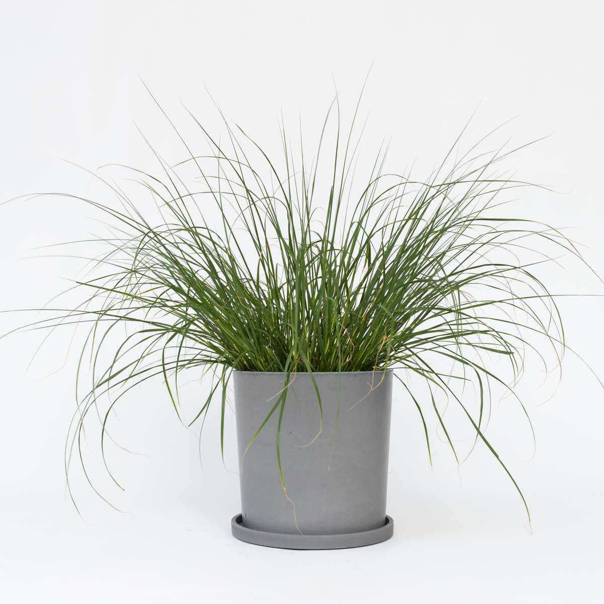 Florastore Lampenputzergras - Pennisetum Alopecuroides 'Hameln' - Höhe 20-30Cm - ⌀23Cm