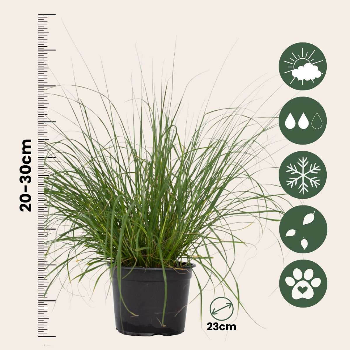 Florastore Lampenputzergras - Pennisetum Alopecuroides 'Hameln' - Höhe 20-30Cm - ⌀23Cm
