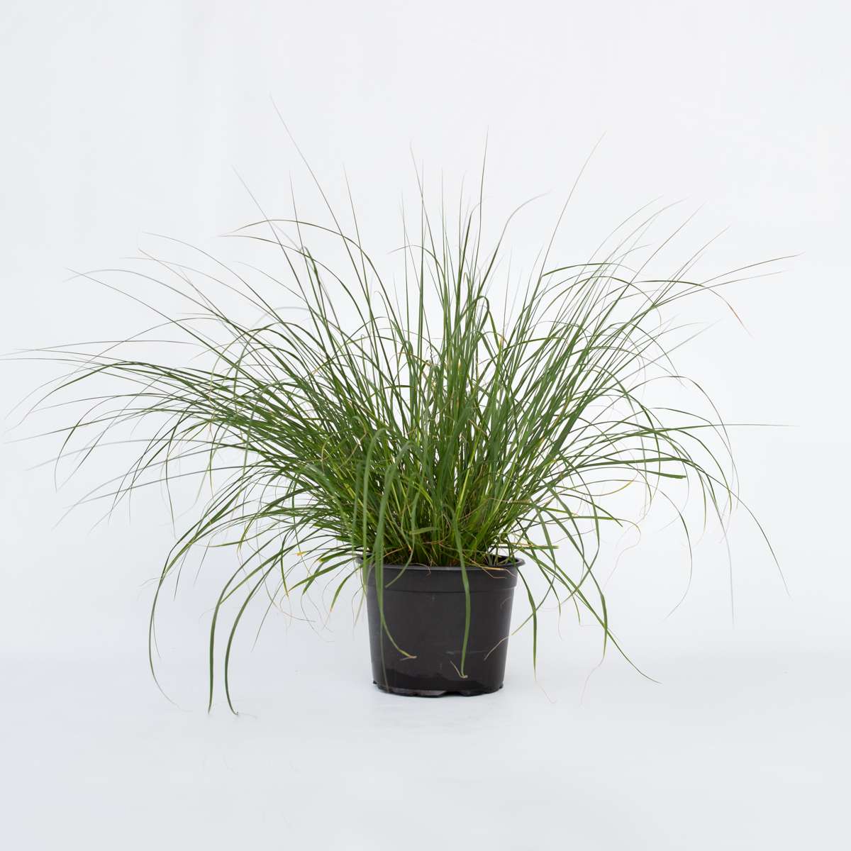 Florastore Lampenputzergras - Pennisetum Alopecuroides 'Hameln' - Höhe 20-30Cm - ⌀23Cm