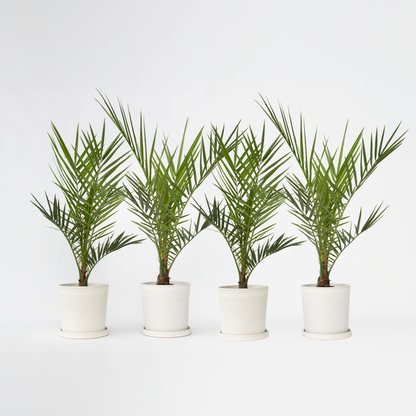 Florastore Kanarische Dattelpalme - 4 Stk - Phoenix Canariensis - Höhe 50-60Cm - ⌀15Cm